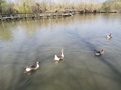 -溱湖国家湿地公园