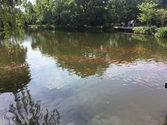 -西湖外事游船(花港观鱼码头)