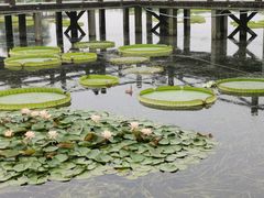 -荷塘月色湿地公园·向阳花洲