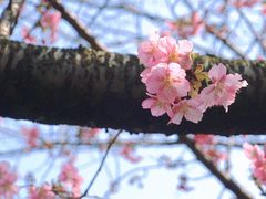 -顾村公园