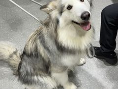 -心仪动物医院·牙专科·肿瘤·心脏科(西客站院)