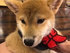 -豆柴町-柴犬主题狗咖(红鼎国际C座店)