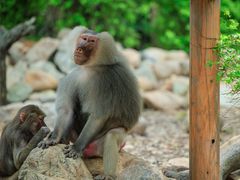 -广州长隆野生动物世界