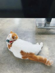 -蚂蚁造型俱乐部