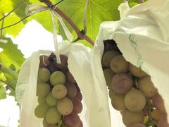 -马陆小张葡萄园农家乐