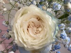 -循礼门鲜花花市(武汉循礼门店)