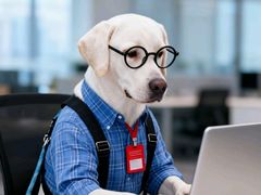 -翊宠yipet猫狗购宠庄园犬舍•猫舍