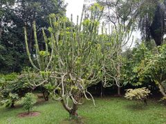 -中国科学院西双版纳热带植物园