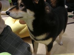 -逗柴咖啡屋·狗咖猫咖宠物桌游