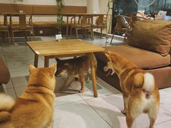 -柴务处·柴犬主题狗咖