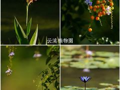 -云溪植物园