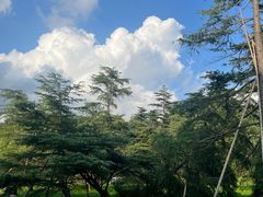 -上海共青森林公园