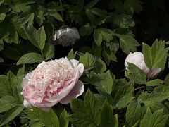 -陕西省西安植物园