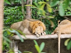 -清迈夜间动物园