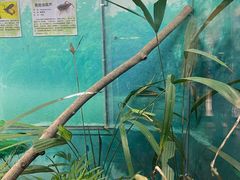 -上海大自然野生昆虫馆(东方明珠·爬宠昆虫探索中心)