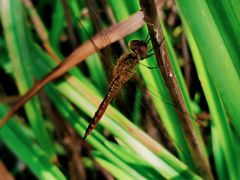 -天津东丽湖风景区