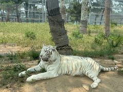 -西霞口神雕山野生动物世界