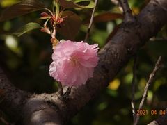 -高东镇樱花园