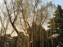 -泰州凤城河风景区-泰山公园