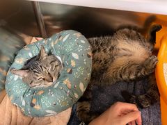 -凯特喵百思猫专科医院