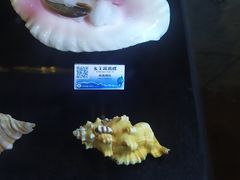 -贝壳梦幻世界