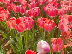 -洛阳郁金香牡丹园