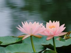 -白鹭湾湿地公园