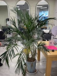 点击看大图 -慕名造型