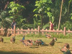 -西双版纳勐泐文化旅游区