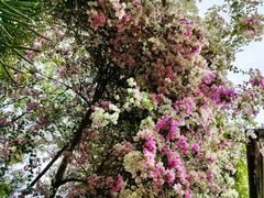 -深圳国际园林花卉博览园