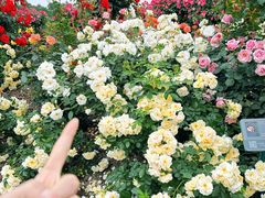-上海辰山植物园