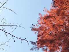 -上海共青森林公园