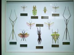 -上海昆虫博物馆