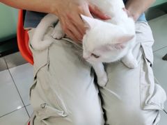 -纳吉亚猫专科动物医院博雅分院
