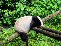 -鸡鸣汤包(红山动物园店)