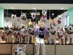 -Husky Go! 哈士奇体验馆·宠物咖啡厅狗咖