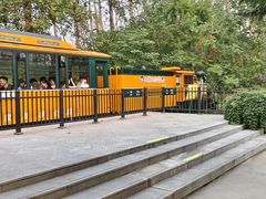 -合肥滨湖国家森林公园