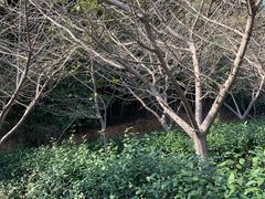 -九龙潭景区