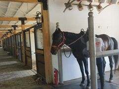 -北京群众马术培训基地