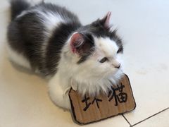 -怪兽屋·羊驼·猫咖·狗咖(俊华广场店)