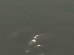 -西湖外事游船(湖滨二公园外事游船码头)