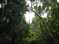 -西双版纳原始森林公园