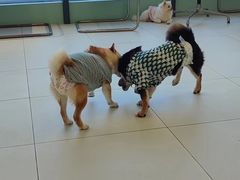 -怪兽屋·羊驼·猫咖·狗咖(俊华广场店)