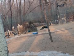 -秦皇岛野生动物园