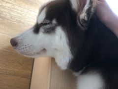 -Husky Go! 哈士奇体验馆·宠物咖啡厅狗咖