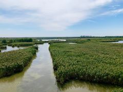 -盐城丹顶鹤湿地生态旅游区
