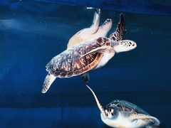 -广东惠东海龟国家级自然保护区