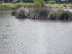 -福田红树林生态公园