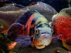 -太平洋海底世界