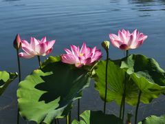 -莲花池公园